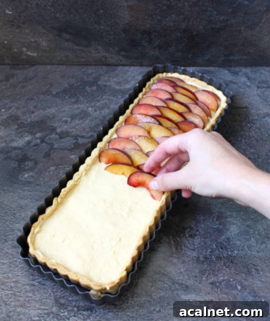 A close-up view of fresh plum slices being meticulously placed over the smooth, set vanilla custard, showcasing the preparation of the tart.