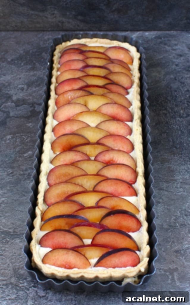 The finished Plum Vanilla Custard Tart, freshly assembled in its rectangular tin, showcasing the beautiful arrangement of fruit.