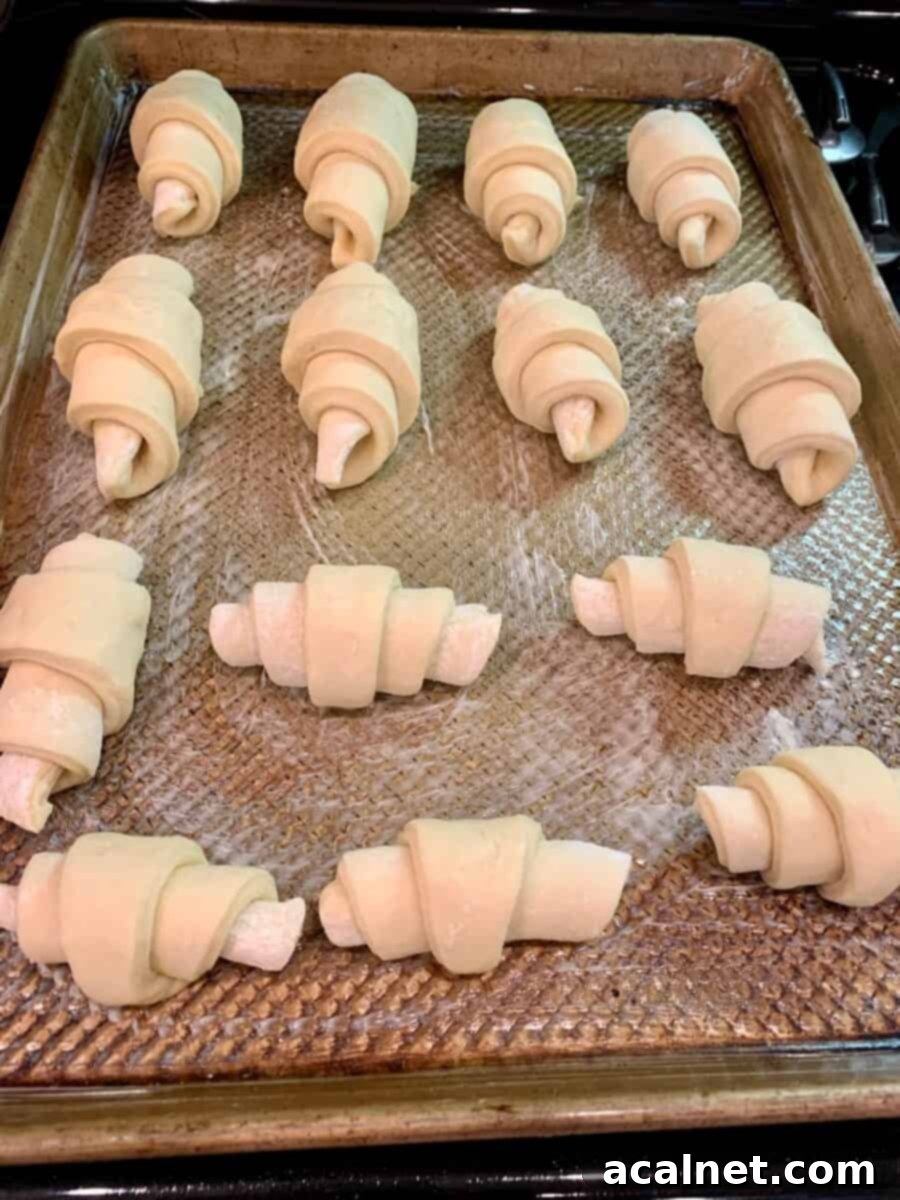 Unbaked potato rolls on a baking pan in the oven, showing ample space between each roll
