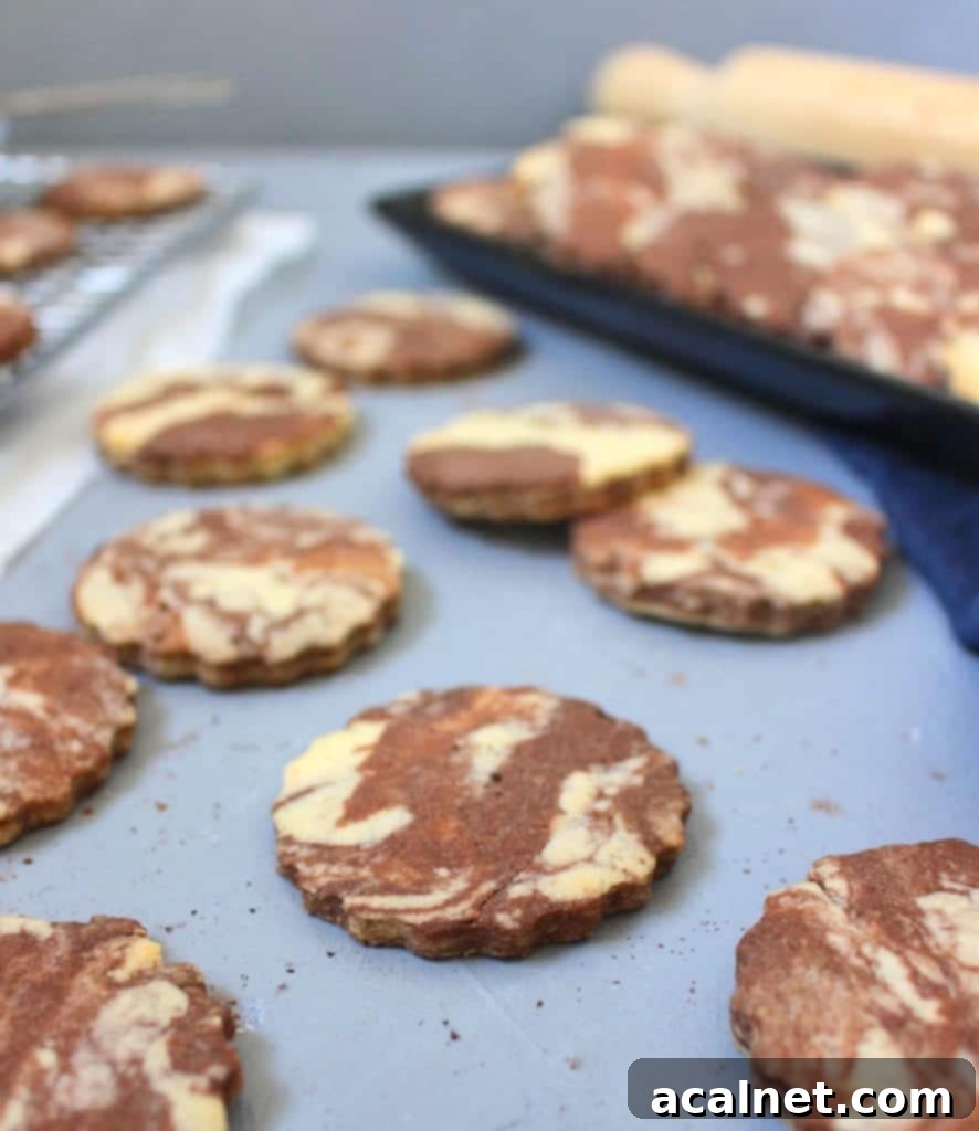 Beautifully cut shortbread cookies with chocolate and vanilla swirls laid out on a grey surface, ready for baking.