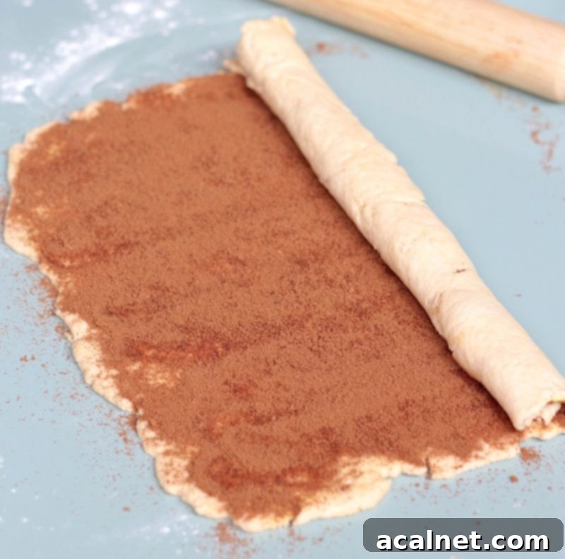 Hands rolling out the cinnamon roll dough filled with butter and cinnamon sugar into a tight spiral on a floured surface.