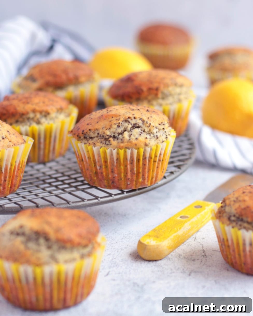 Zesty Lemon Poppy Seed Muffins Tutorial 3 Muffins on a Metal Cooling Tray.