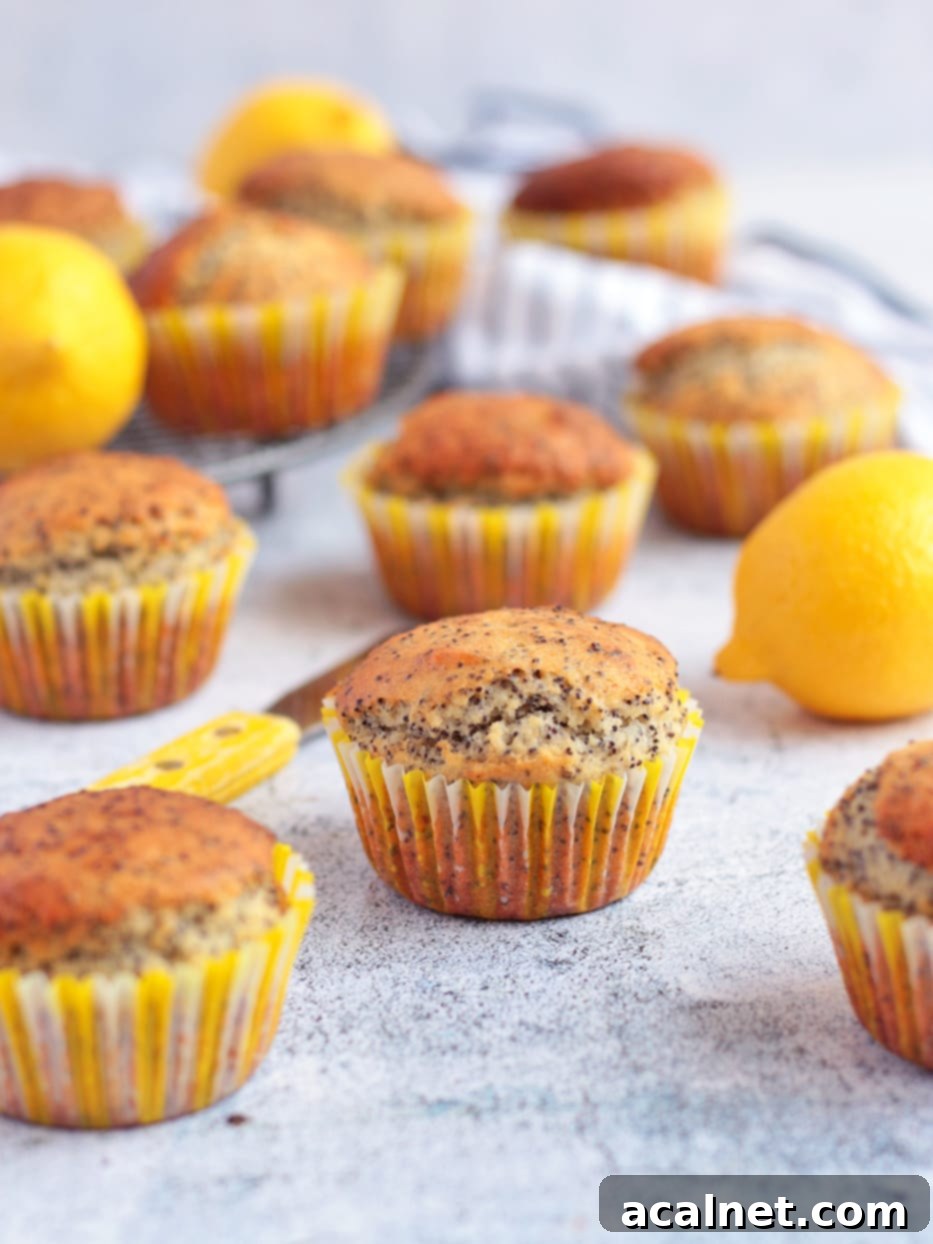 Zesty Lemon Poppy Seed Muffins Tutorial 4 Lemon Poppy Seed Muffins surrounded by Fresh Lemons.