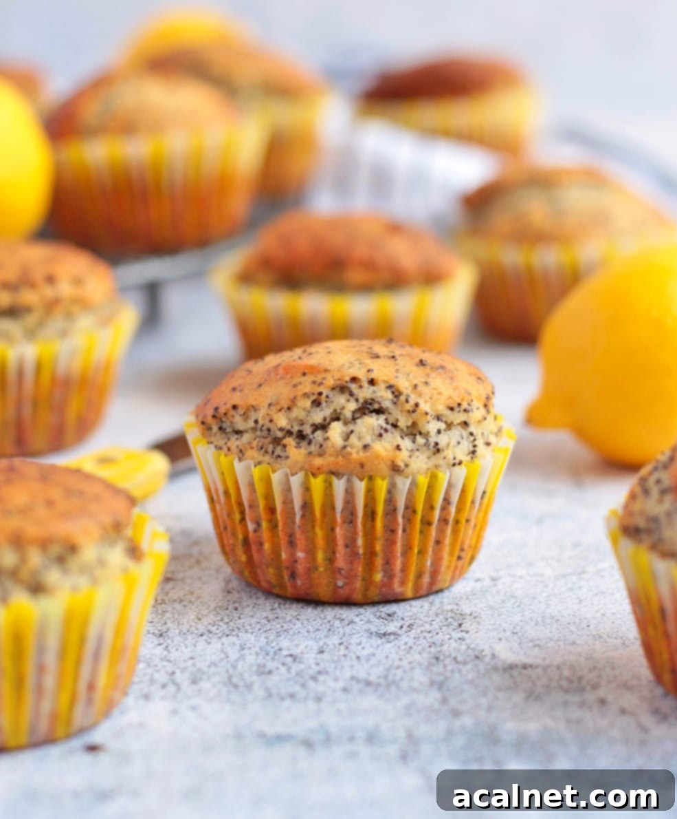 Zesty Lemon Poppy Seed Muffins Tutorial 6 Lemon and Poppy Seed Muffins on a grey surface.