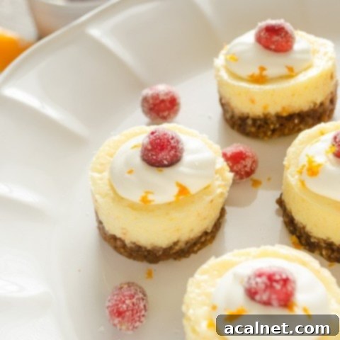 Mini Cranberry Orange Cheesecakes with a Gingersnap Crust, garnished with sugared cranberries.