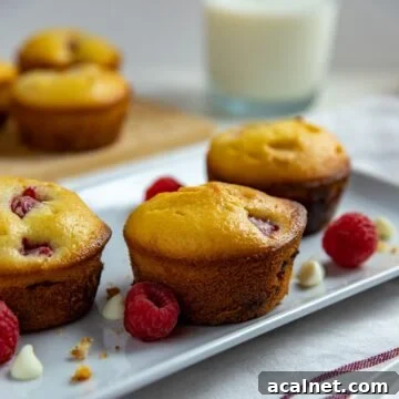 three baked muffins on white rectangular dish with raspberries and white chocolate chips scattered around the muffins. Glass of milk in background.