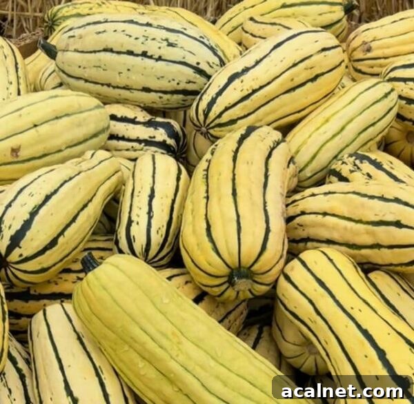 pile of delicata squash