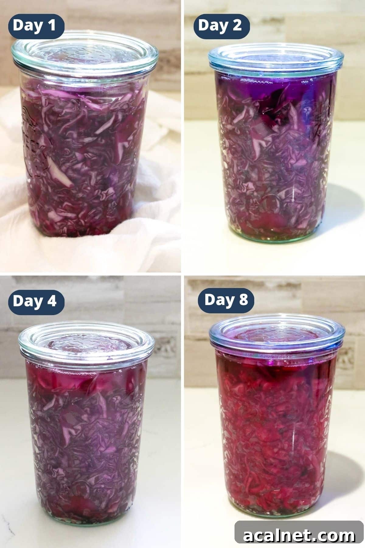 fermentation timeline collage of red cabbage sauerkraut.