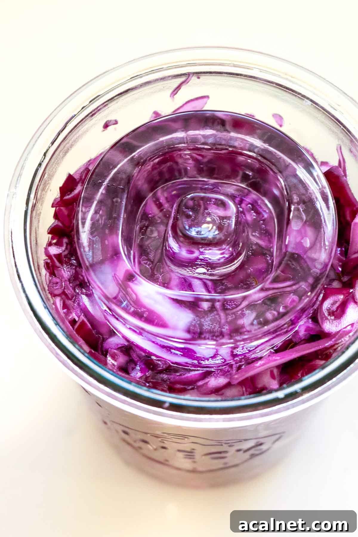 fermentation weight on red cabbage in jar.
