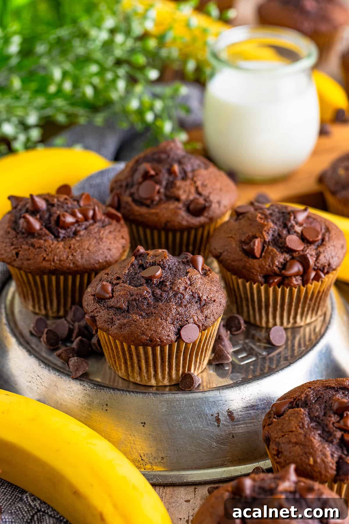 Moist Chocolate Banana Muffins with Chocolate Chips 5 Chocolate Banana Chocolate Chip Muffins served on a metal tray