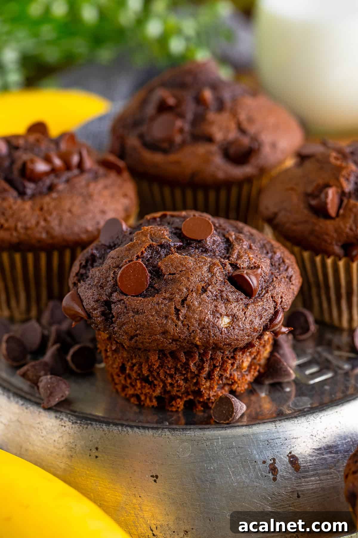 Moist Chocolate Banana Muffins with Chocolate Chips 6 Chocolate Banana Chocolate Chip Muffins without the liner on a metal tray