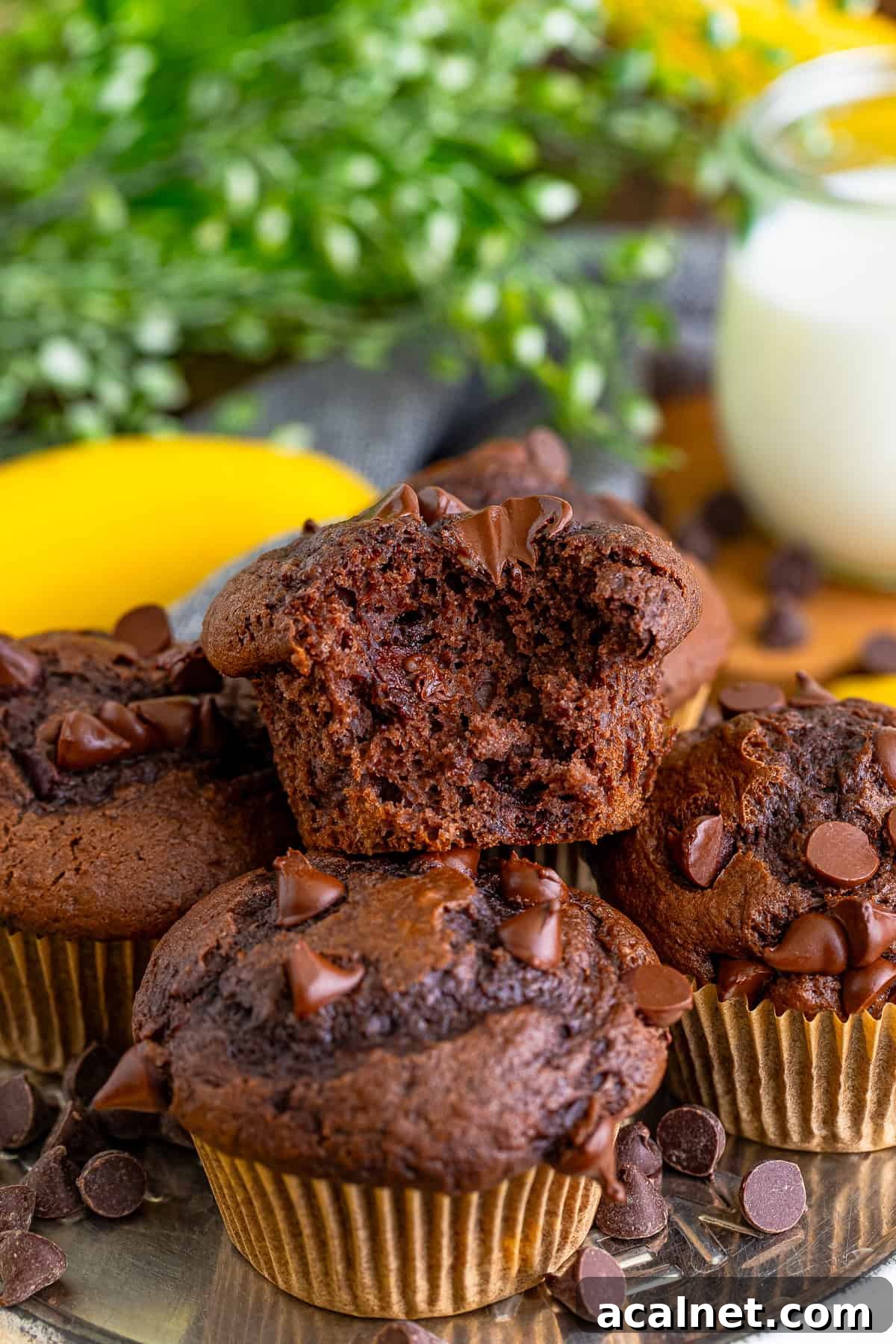 Moist Chocolate Banana Muffins with Chocolate Chips 7 Chocolate Banana Chocolate Chip Muffins stacked on a metal tin, the one on top has a bite taken out