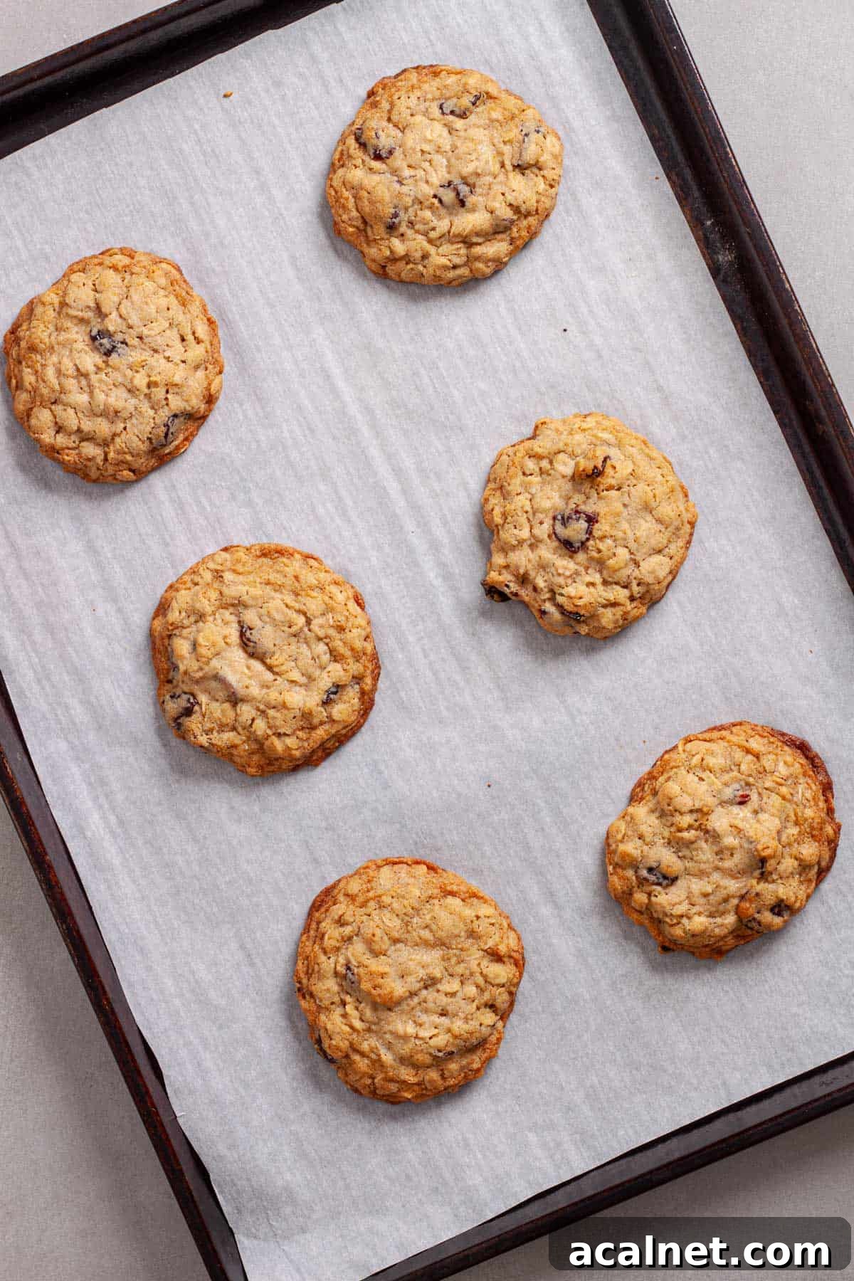 Oatmeal cherry cookies freshly baked on a parchment-lined baking sheet.