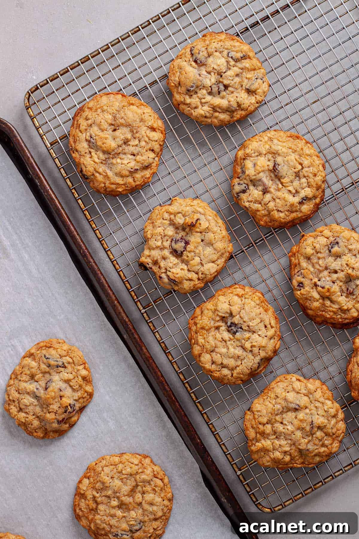 A wire rack with cherry oatmeal cookies cooling and a parchment lined baking sheet to the side.