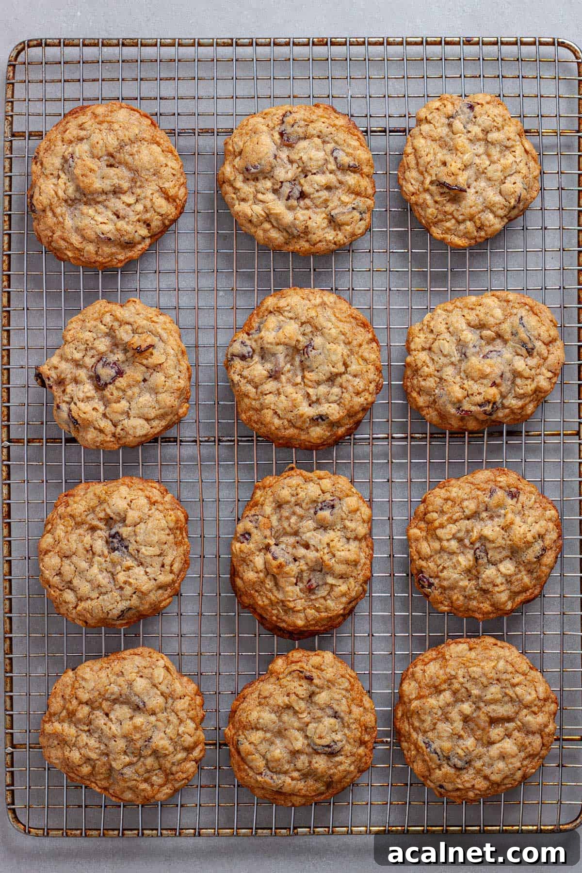 A wire rack with oatmeal cherry cookies in a neat line cooling.