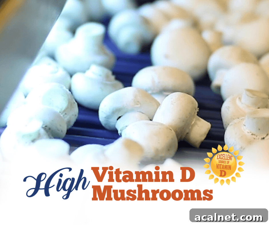 High Vitamin D Mushrooms: Top Varieties and How to Use Them 4 High vitamin D mushrooms