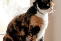 Kittens and Their Pumpkin Patch Adventure