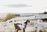 Essential Goat Care Resources for New and Experienced Owners