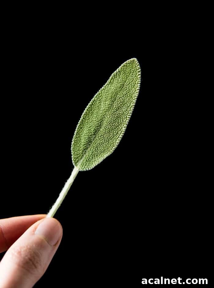 Sage leaf with a black foreground