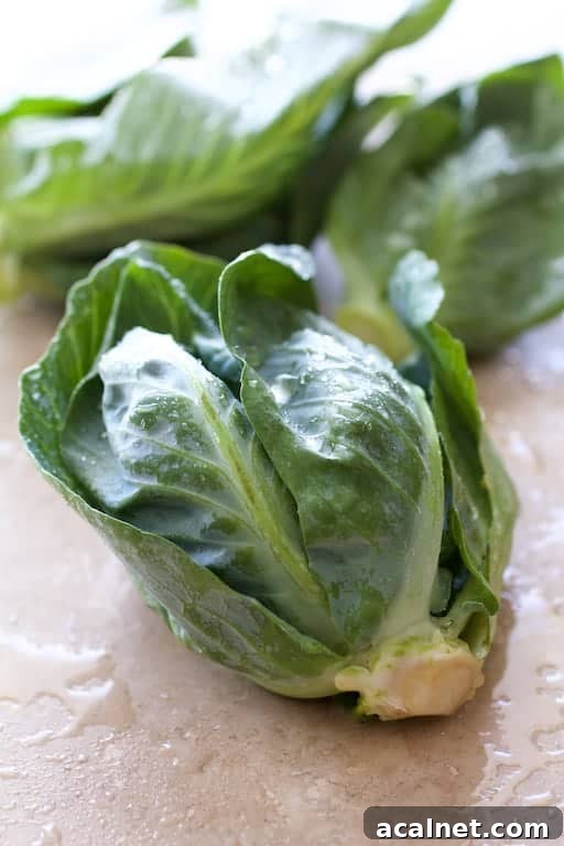 Close-up photo of uncooked cabbage sprout.