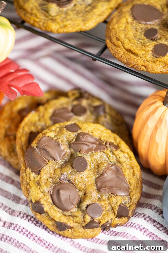Two pumpkin chocolate chip cookies sitting on a red and white striped linen napkin next to mini pumpkins with a cooling rack full of cookies behind.
