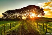 Summer Fruit Picking: Essential Tips for First-Time Pickers