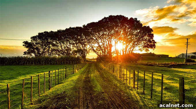 Summer Fruit Picking: Essential Tips for First-Time Pickers 2 image of landscape