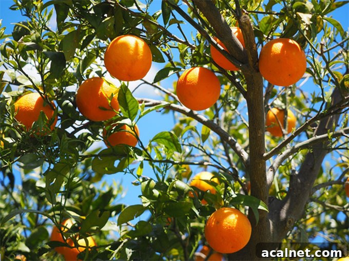 Summer Fruit Picking: Essential Tips for First-Time Pickers 3 orange tree