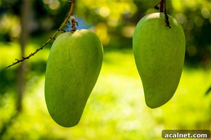 Summer Fruit Picking: Essential Tips for First-Time Pickers 4 fruit tree